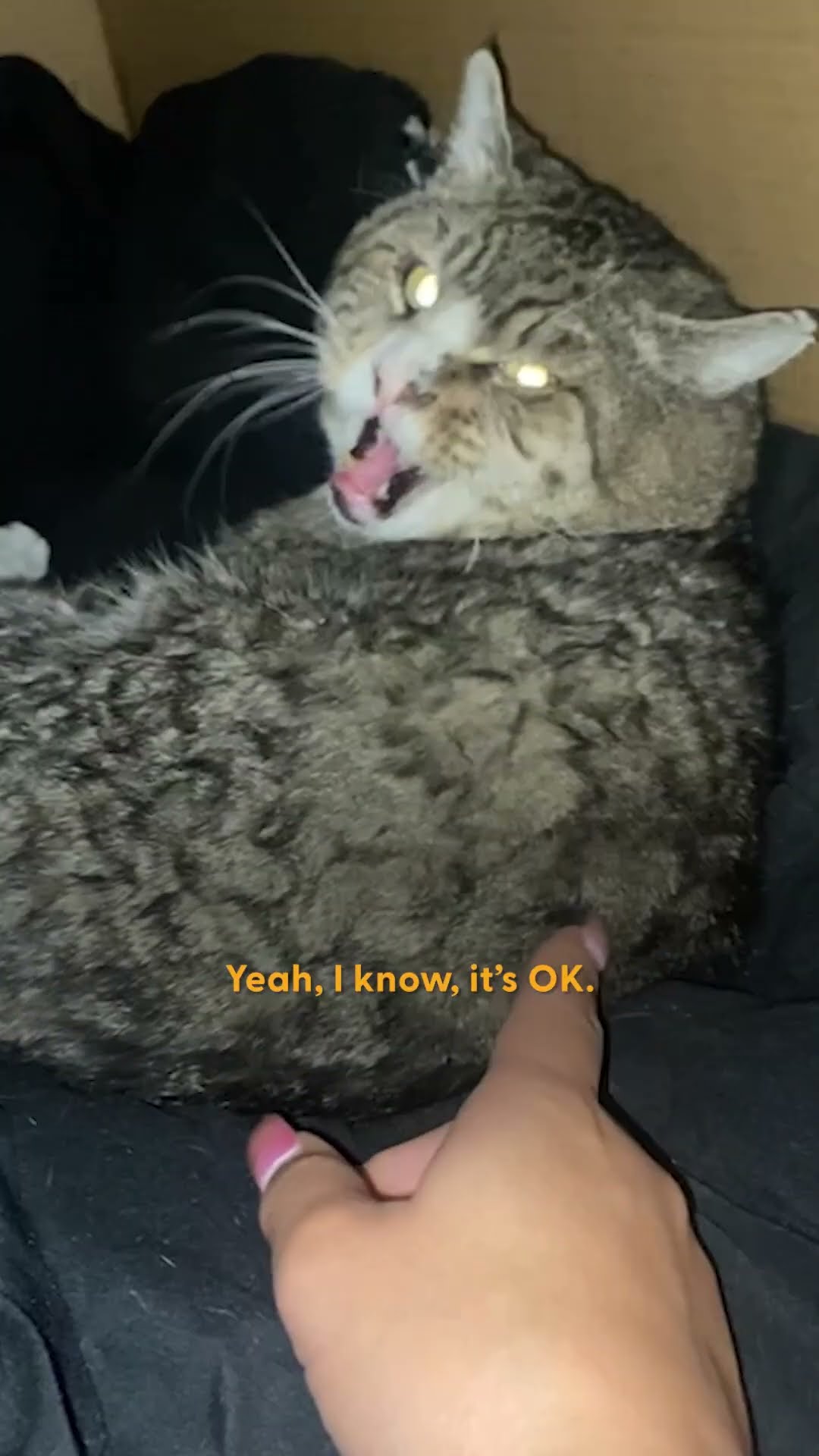 Hissing Cat Walks Right Into Woman's Living Room | The Dodo