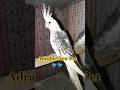 My Adrable New Pet Parrot Just CUTE😍🦜#birds #parrot #cockatiel