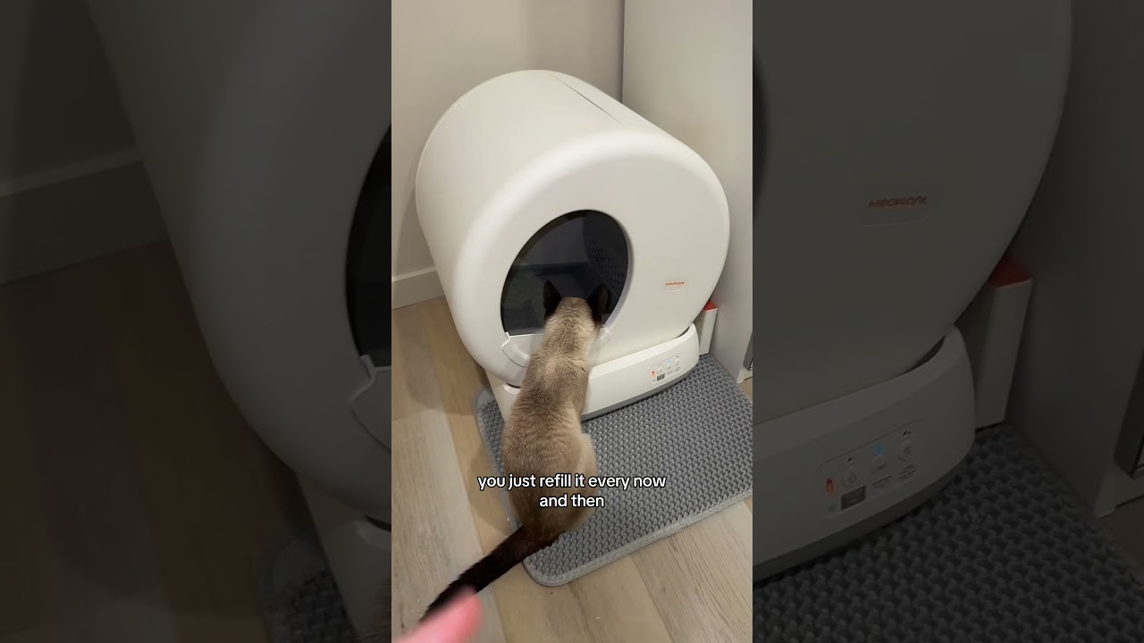 Top Cat Essentials for Every Pet Lover! 