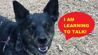 My Dog Talks to Me, My Dog Answers a Question and is Using Her Buttons to Talk! A Talking Dog? by Jill Marie 25 views 8 months ago 2 minutes, 9 seconds