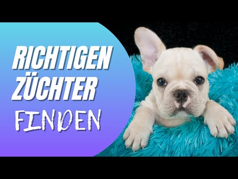 Video: So verwenden Sie eine elektrische Trainingsleine bei einem Hund – wikiHow