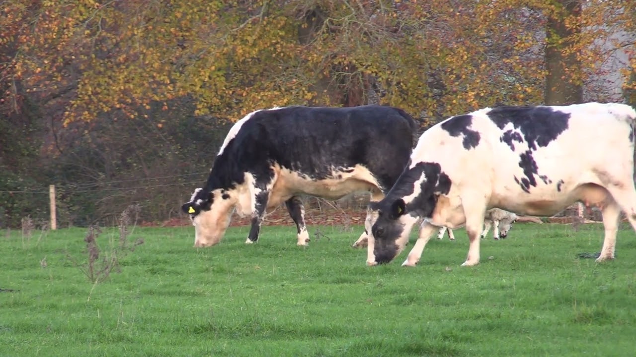 14556467 hd 1920 1080 25fps