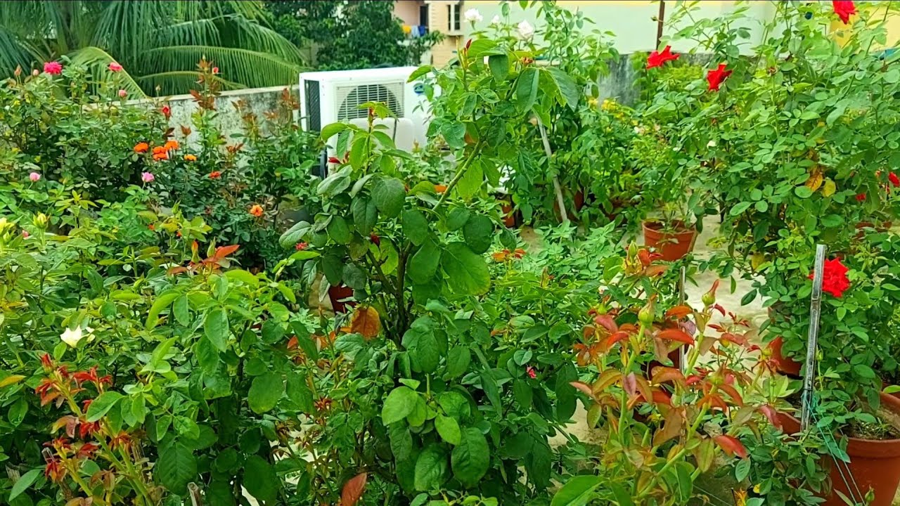 यह काम अभी करे गुलाब के पौधे में ठण्ड में बगीचा फूलों से भर जायेगा ! Rose Dormancy