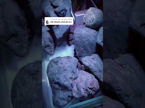 Video Bố cục cuội vàng chơi #shallow_tank cực kool |... - youtube
