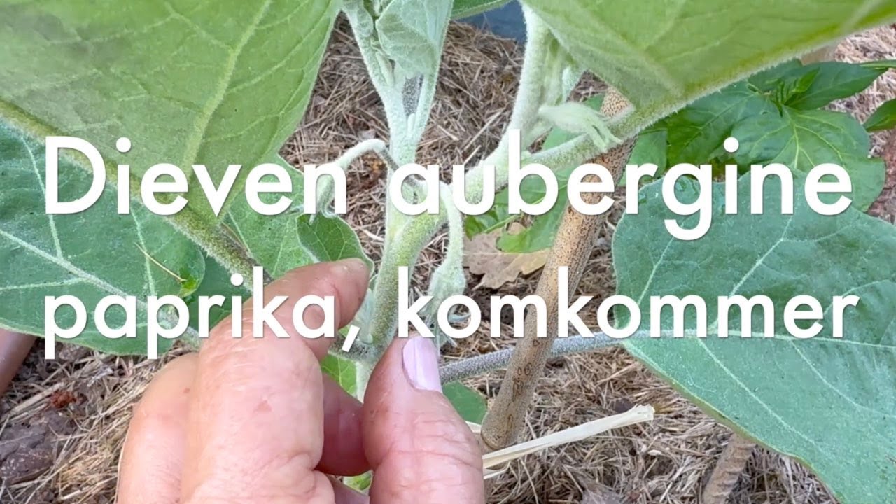 Ini's Moestuin #240 Dieven aubergine, paprika, peper, komkommer. Witlof uitdunnen. Tips bij hitte.