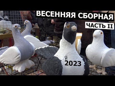 ВЕСЕННЯЯ СБОРНАЯ 2023. Часть II. Птичий рынок. Москва, Белая дача, рынок "Садовод"