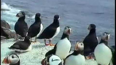 Atlantic Puffin 1 - projectpuffin.org