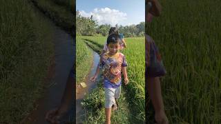 Indonesian Paddy Fields: Nature's artwork. 🌾🇮🇩 * Green gold of Indonesia! #PaddyField #Indonesia