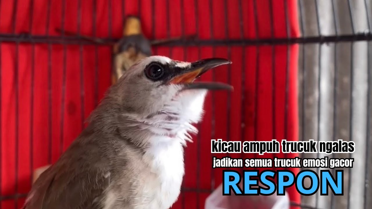 kicau trucukan gacor AMPUH ROPEL NGALAS PANJANG,, cocok BIKIN burung trucuk gacor ROPEL PANJANG