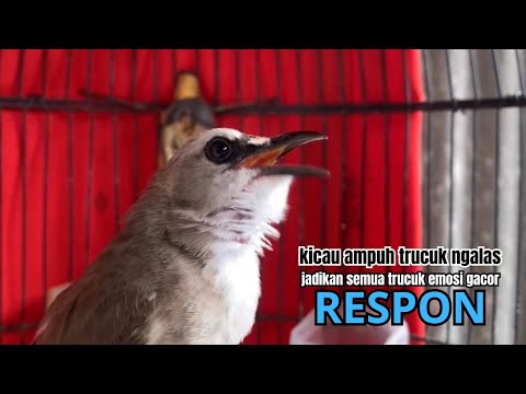 kicau trucukan gacor AMPUH ROPEL NGALAS PANJANG,, cocok BIKIN burung trucuk gacor ROPEL PANJANG