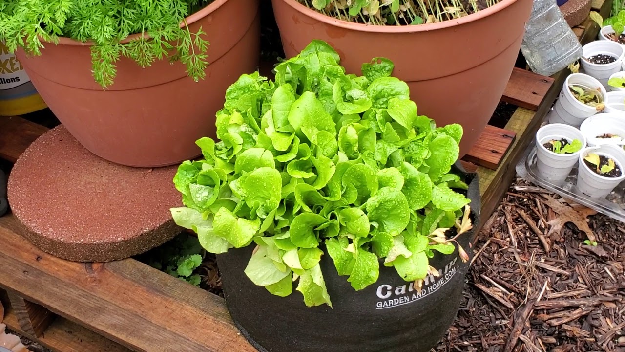 MAY 2020 GARDEN UPDATE AFTER THE RAINS/ZONE 6B - YouTube