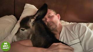 Rejected by Her Mom, This Baby Donkey Cried All Night Then She Found a Family