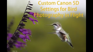 Custom Canon 5D Settings for Bird Photography in Flight screenshot 5