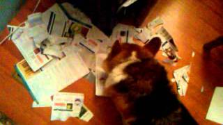 corgi paper shredder part deux