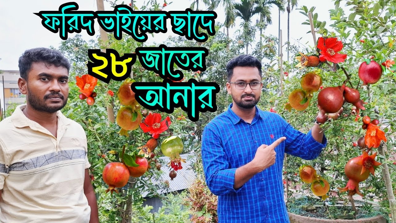 ছাদে ২৮ জাতের আনার চাষ । অনার বা বেদানার বাগান । বিদেশি আনার চাষ। pomegranate cultivation 
