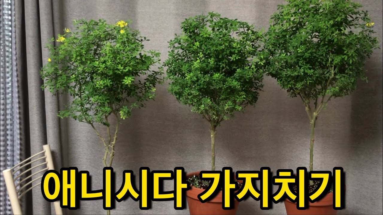 *애니시다 가지치기로 토피어리 만들기* *Scotch broom*