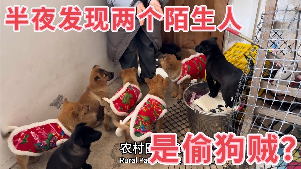 大半夜有人来偷狗？邻居发现两个人影经过，主人回家立马查看监控，看看发生了什么