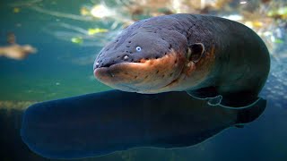 Electric Eel Inspired Batteries