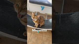 Meowello