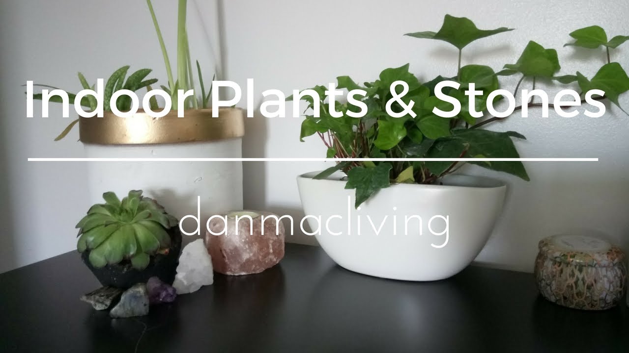 Indoor Plants and Stone Collection YouTube