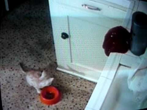 Beware, The Blob - Curiosity Killed (Samuel) The Cat