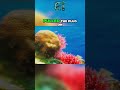 Coral Reefs Are Dying | The Ocean's Color Is Fading Fast!