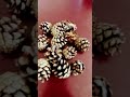 Mini acorns :I