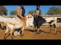 Worlds biggest barbari goats  complete documentary