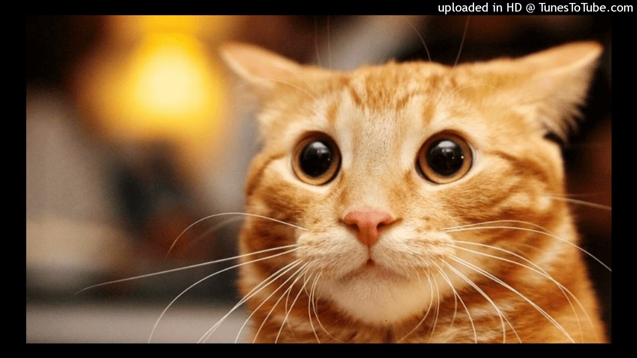 *FREE* perc 40/murfee type beat 