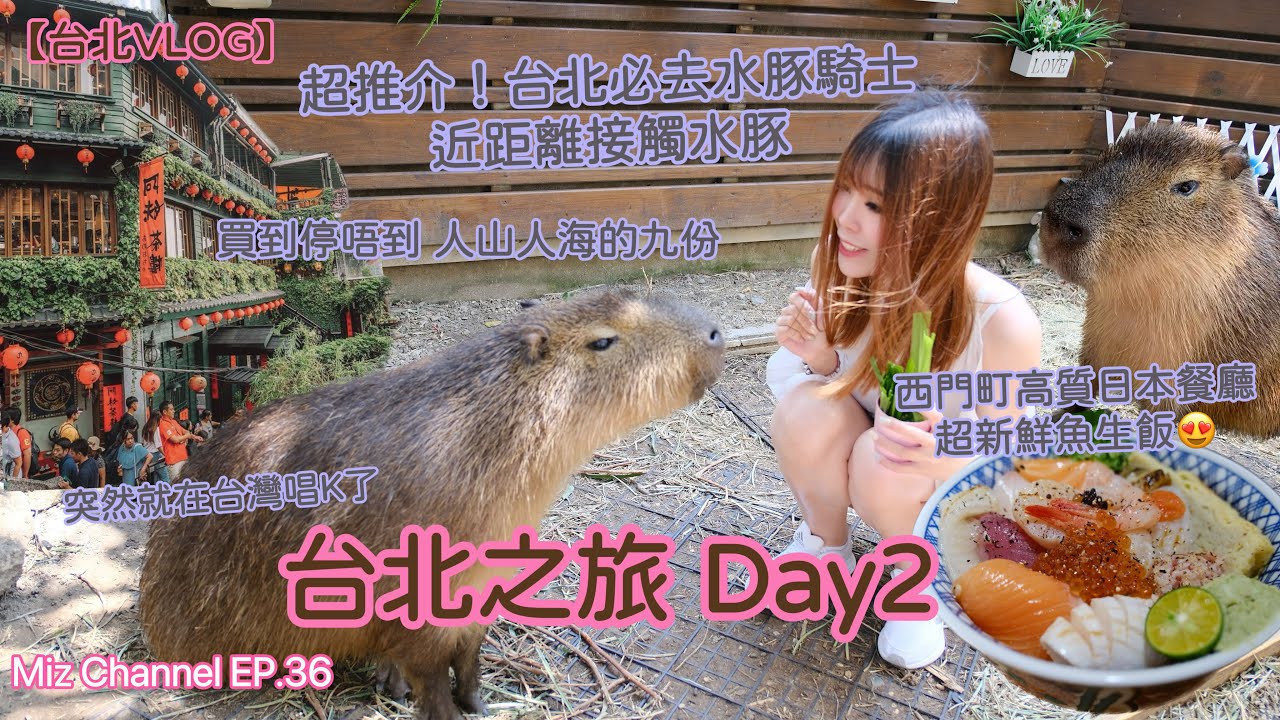 【台北VLOG】超推介！台北必去動物Cafe | 水豚騎士 互動收費須知 | 九份老街 | 西門町高質日本餐廳 | 瞞著爹壽司創始店 | 台灣KTV機 | #Taipei | Miz