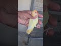 Beautiful Creamino Opaline Lovebird | #crimino #opline #birds #lovebirds