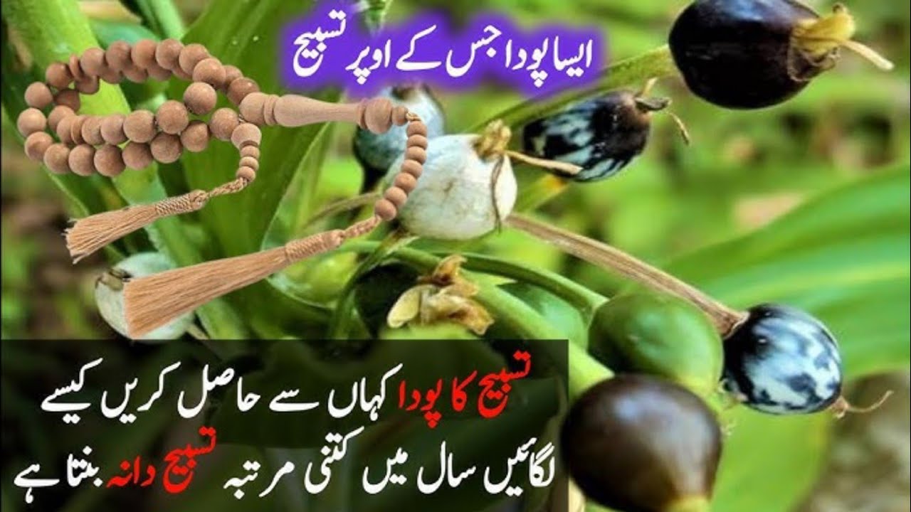 Tusbi Dana plant care tips|how to fertilize tusbi dana plant