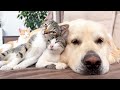 All Cats Love This Amazing Golden Retriever!