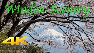 【4K 60P】Mt. Fuji with Cherry Blossoms【Window Scenery】