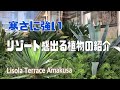 寒さに強いリゾート感溢れる植物の紹介