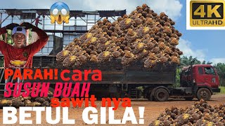 cara susun buah sawit di lori kilang sangat bahaya dan bertarung nyawa😱#lori kilang#lori pabrik