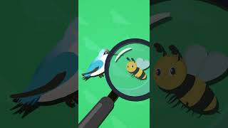 I Wonder What Is The Smallest Bird In The World