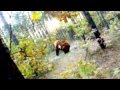 Почему ролик с медведем и велосипедистом - фейк