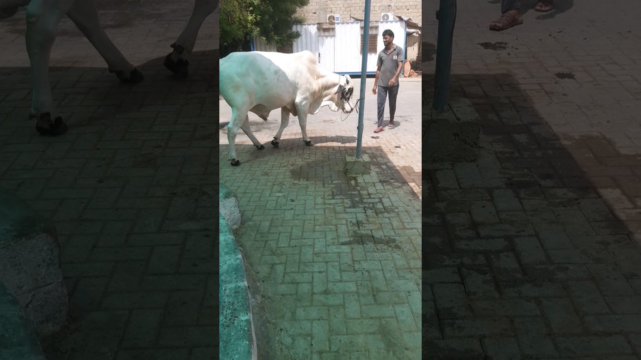 Beautiful active and Healthy bull, 