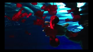 CINEMATOGRAPHY REEL 2020
