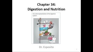 Chapter34 Narrated Digestion and Nutrition (Free University Biology Lesson)