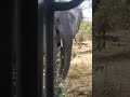 Tembo In Ruaha 3 