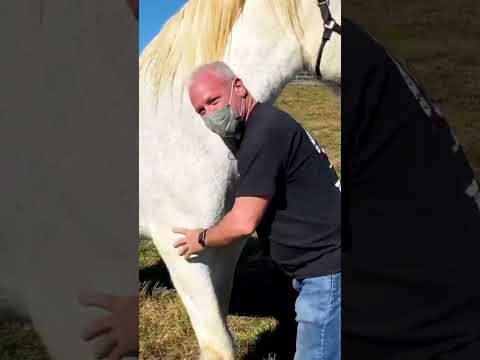 Video: Sorraia hobune