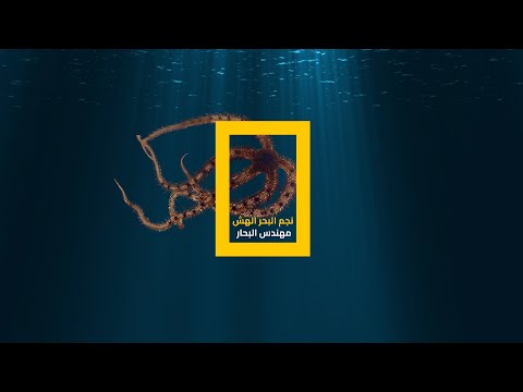 نجم البحر الهش مهندس قاع البحار