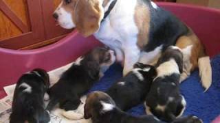Beagle puppies - litter U three weeks old