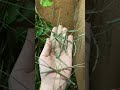 Hand full of Stick insects