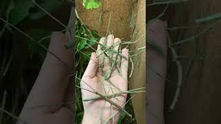 Hand full of Stick insects