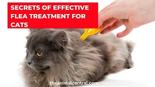Secrets of Effective Flea Treatment for Cats