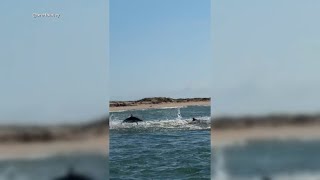 Pro surfers capture an amazing feeding frenzy of sharks