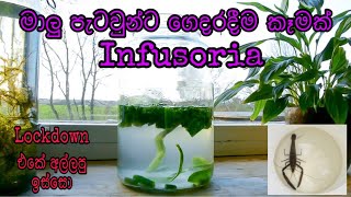 How to make Infusoria for fish frys at home/sinhala/FHD/DIY #kaveeaqua #infusoria #fishlivefeeding